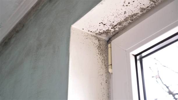 Trusted Port Angeles, WA Mold Inspection, Removal & Remediation Experts